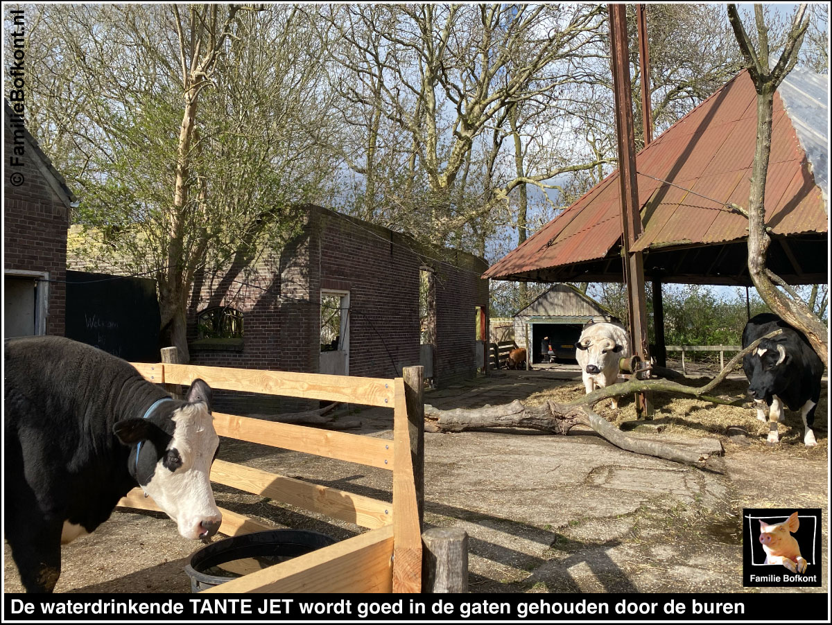 https://bfknt.nl/stier-ossen-zeus-bulle-houden-koe-tante-jet-goed-in-de-gaten-familie-bofkont.jpg