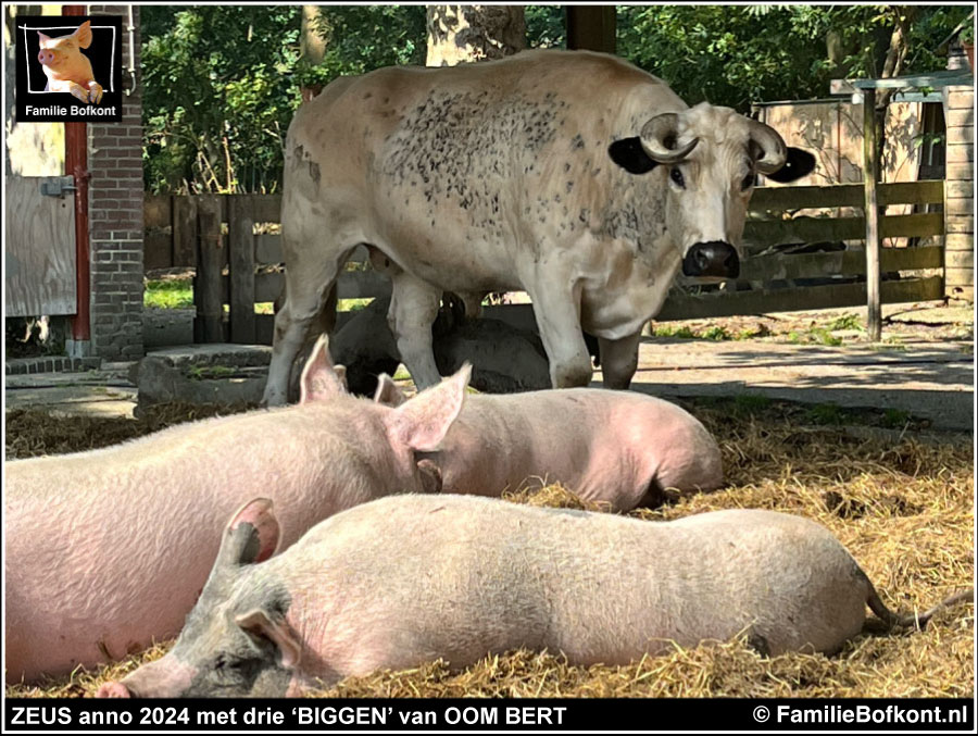 https://bfknt.nl/stier-zeus-tussen-roze-varkens-familie-bofkont.jpg