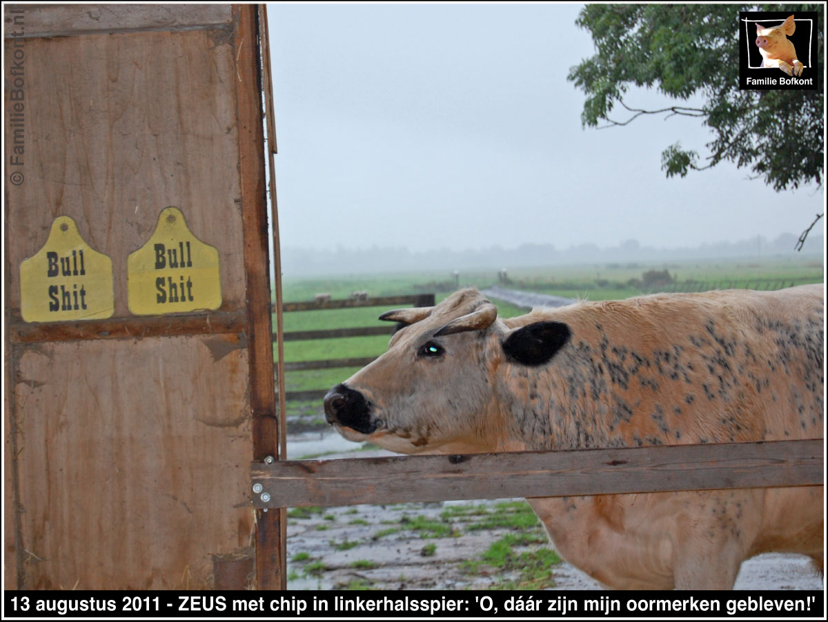 https://bfknt.nl/stier-zeus-zonder-oormerken-bullshitt-familie-bofkont.jpg
