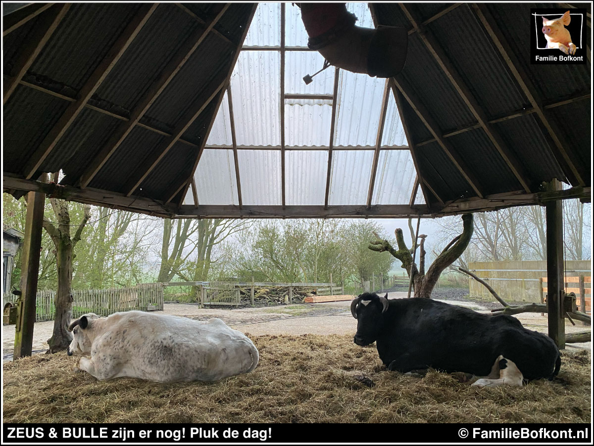 https://bfknt.nl/stieren-ossen-zeus-en-bulle-zijn-er-nog-familie-bofkont.jpg