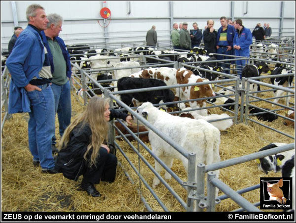 https://bfknt.nl/stiertje-zeus-op-de-veemarkt.jpg