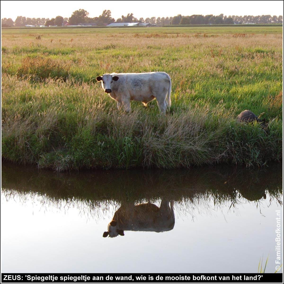 ZEUS: Spiegeltje spiegeltje aan de wand, wie is de mooiste bofkont van het land?
