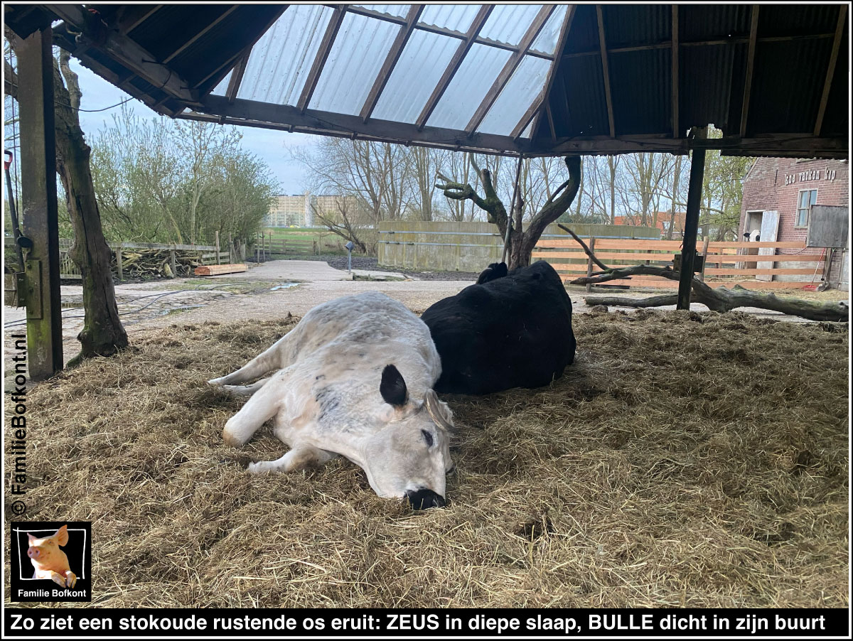 https://bfknt.nl/stokoude-stier-os-zeus-in-diepe-slaap-familie-bofkont.jpg