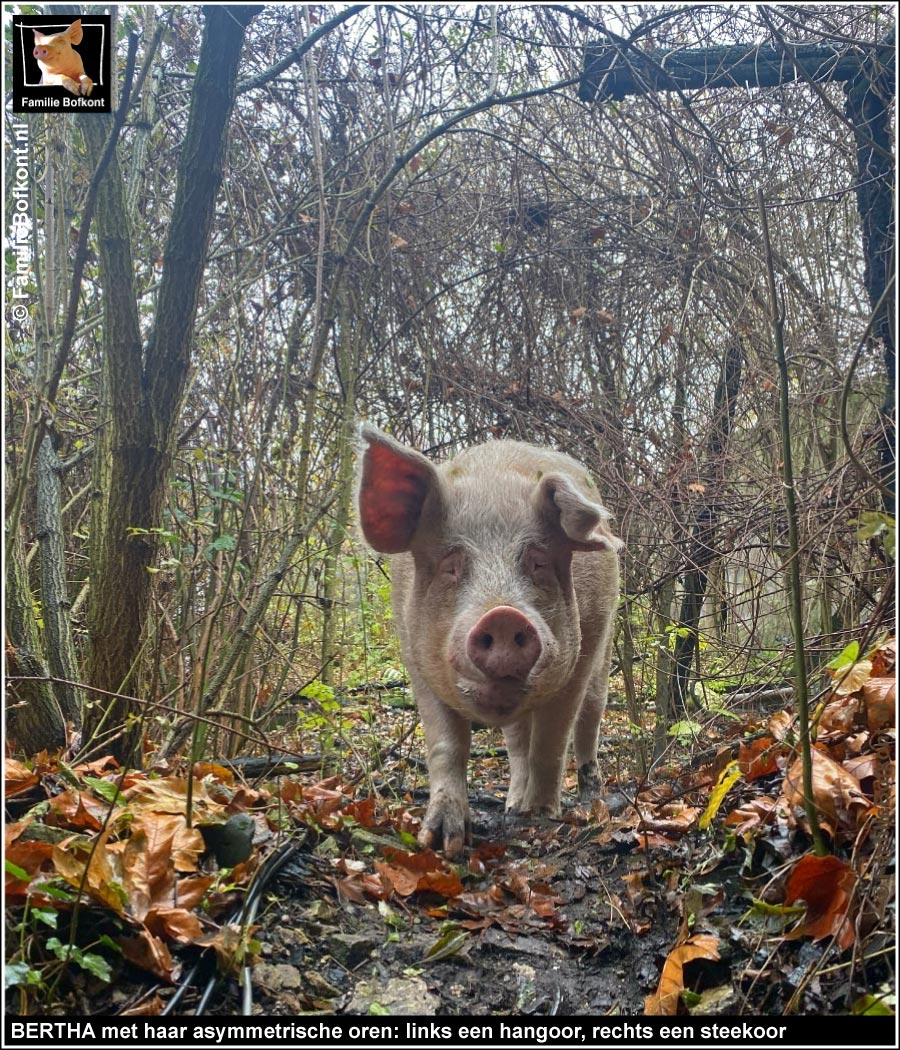 https://bfknt.nl/varken-bertha-met-asymmetrische-oren-links-hangoor-rechts-steekoor-familie-bofkont.jpg