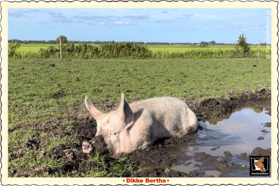 https://bfknt.nl/varken-bertha-met-steekoren-modderbad-polder-familie-bofkont.png