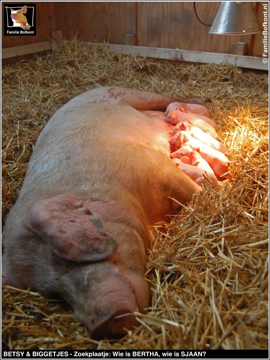https://bfknt.nl/varken-betsy-en-pasgeboren-biggetjes-wie-is-bertha-wie-is-sjaan-familie-bofkont.jpg