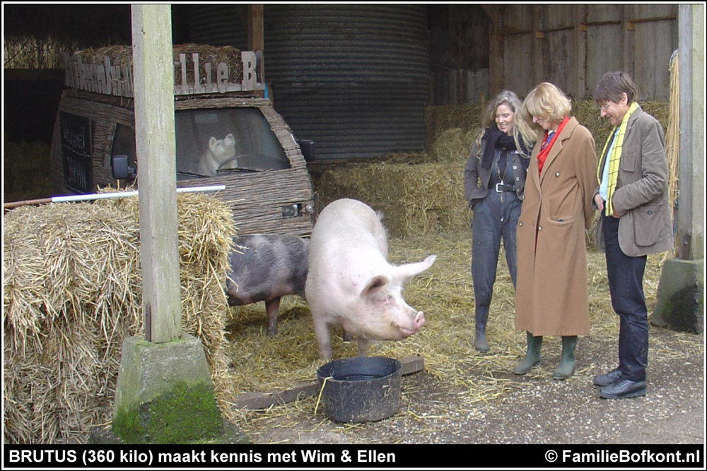 https://bfknt.nl/varken-brutus-maakt-kennis-met-wim-en-ellen-op-het-beloofde-varkensland-copyright-familie-bofkont.jpg