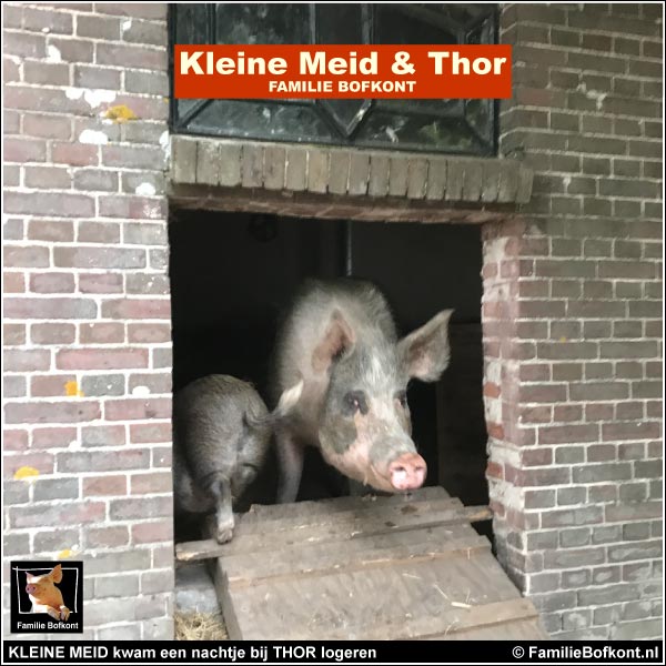 https://bfknt.nl/varken-kleine-meid-komt-bij-hangbuikzwijn-thor-logeren-familie-bofkont.jpg