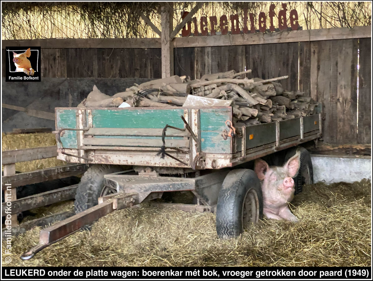 https://bfknt.nl/varken-leukerd-onder-platte-wagen-boerenkar-boer-henk-familie-bofkont.jpg