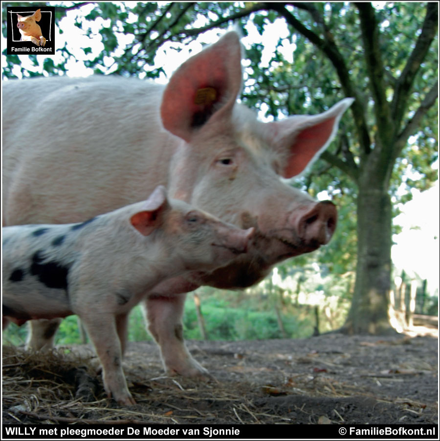 WILLY met pleegmoeder DE MOEDER VAN SJONNIE