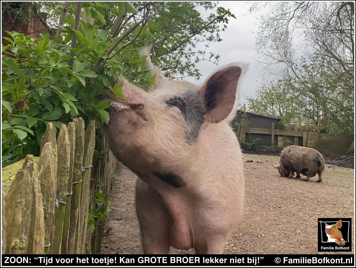 https://bfknt.nl/varken-zoon-knabbelt-aan-verse-vlierblaadjes-familie-bofkont.jpg