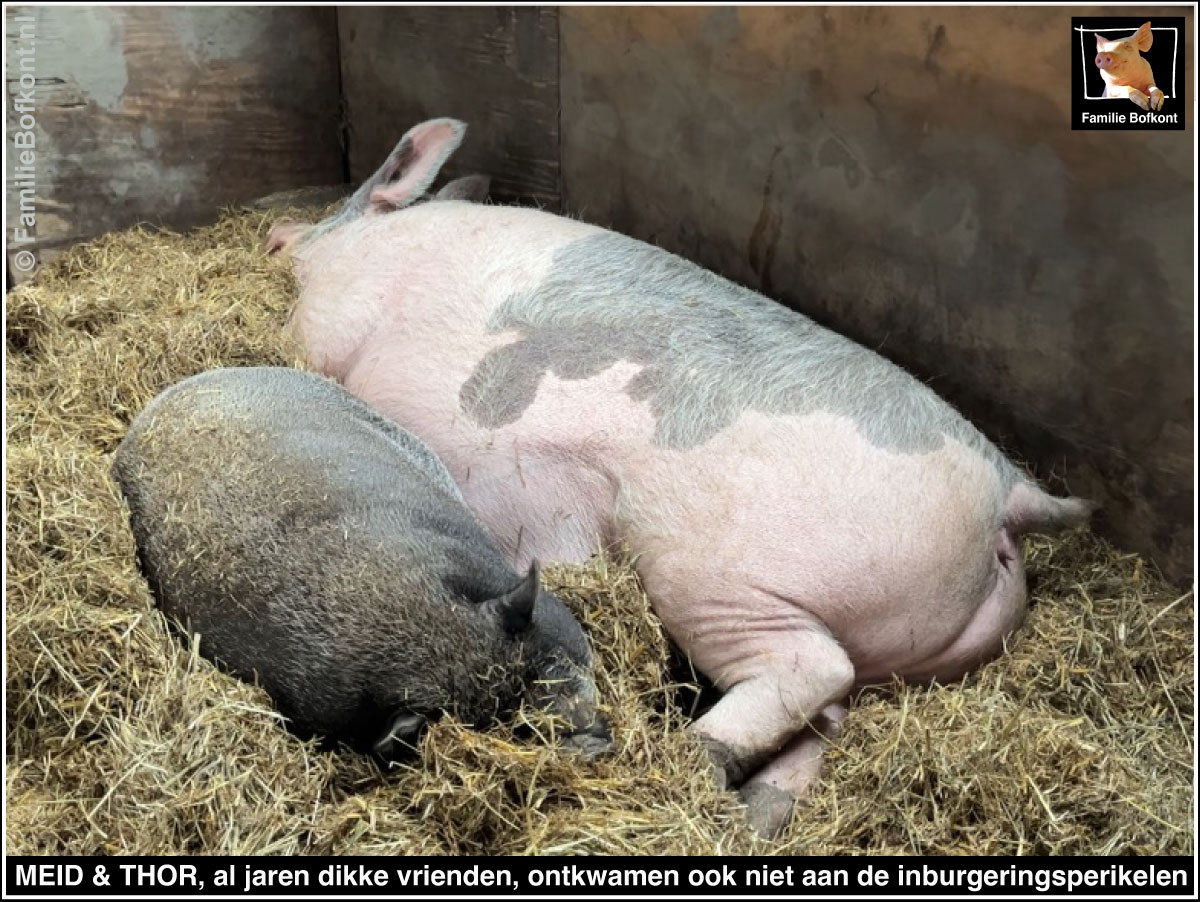 MEID & THOR, al jaren dikke vrienden, ontkwamen ook niet aan de inburgeringsperikelen