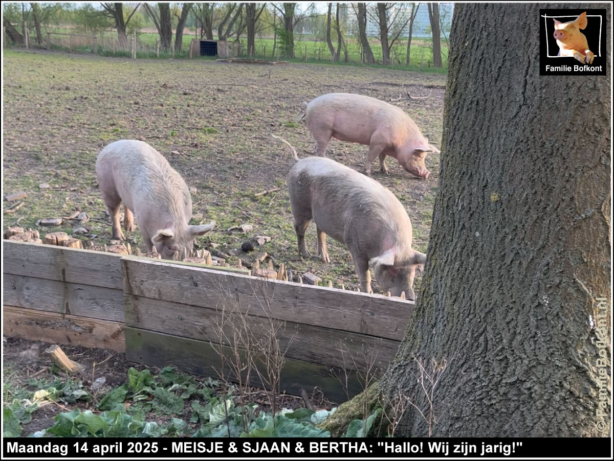 https://bfknt.nl/varkens-meisje-sjaan-en-bertha-komen-aangehobbeld-familie-bofkont.jpg