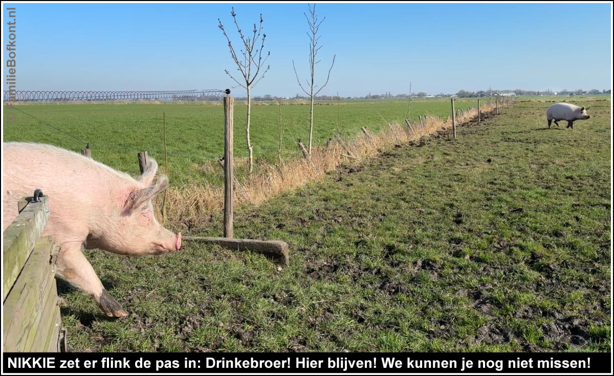 https://bfknt.nl/varkens-nikkie-en-drinkebroer-weiland-polder-familie-bofkont.jpg