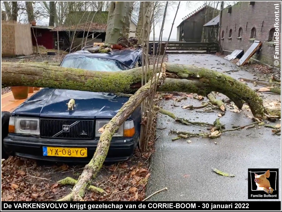 https://bfknt.nl/varkensvolvo-krijgt-gezelschap-van-corrie-boom.jpg