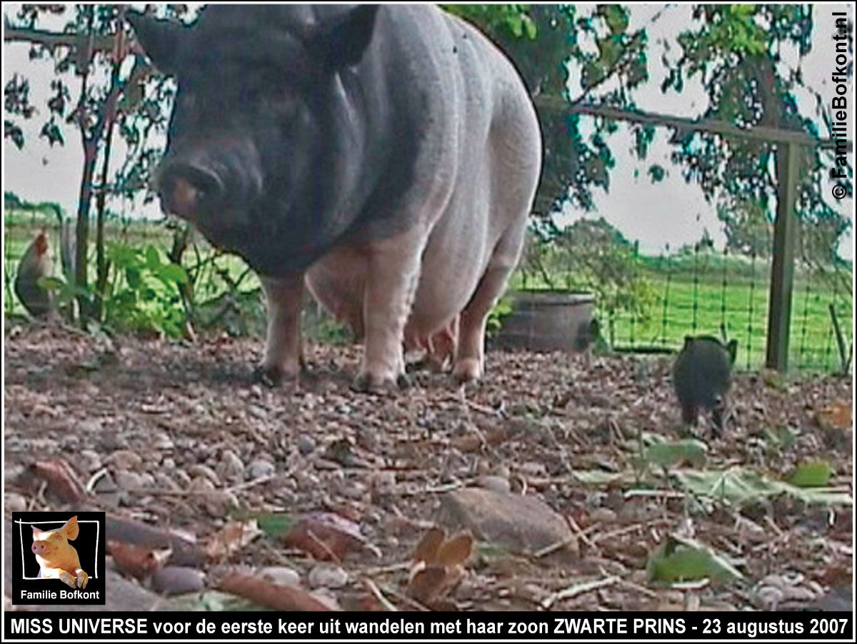 https://bfknt.nl/varkentje-miss-universe-voor-het-eerst-uit-wandelen-met-haar-biggetje-zwarte-prins-20070823-familie-bofkont.jpg