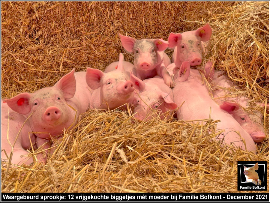 Waargebeurd sprookje: 12 vrijgekochte biggetjes mét moeder bij Familie Bofkont - December 2021