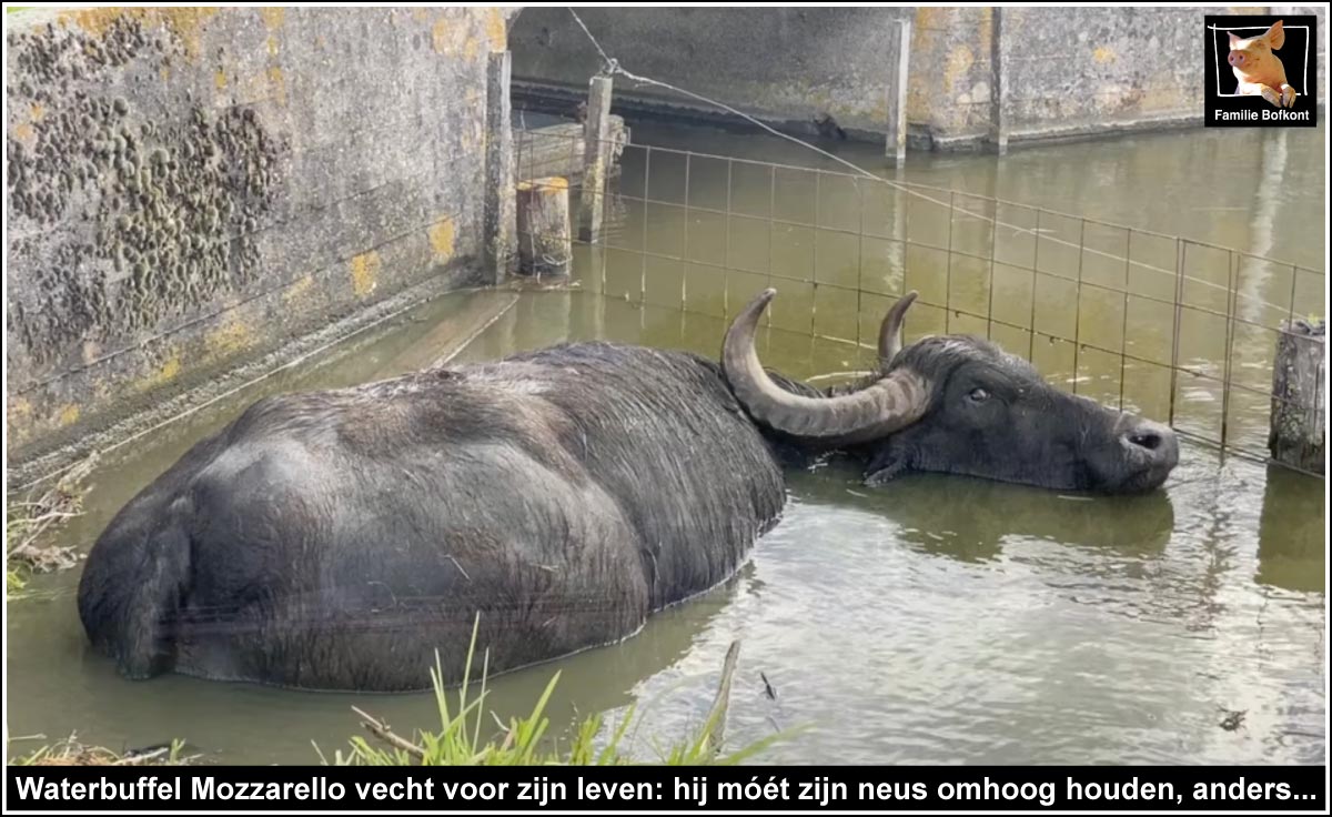 Waterbuffel Mozzarello vecht voor zijn leven: hij móét zijn neus omhoog houden, anders... 