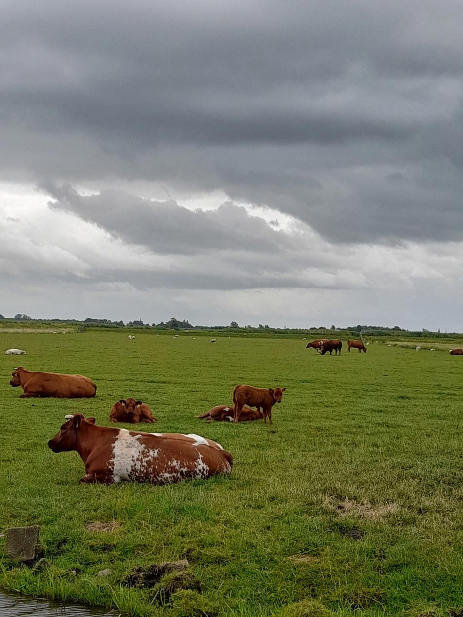  https://bfknt.nl/weiland-met-koeien-kalf-zonder-oormerk.jpg