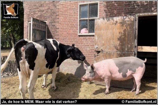https://bfknt.nl/wie-is-dat-varken.jpg