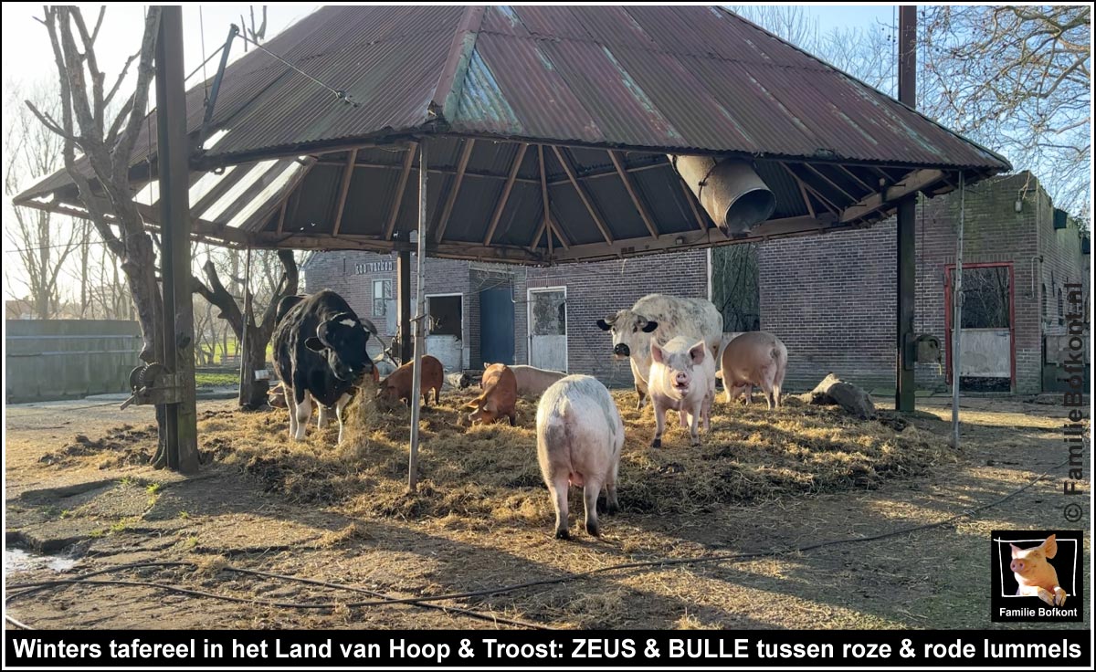 Winters tafereel in het Land van Hoop & Troost: ZEUS & BULLE tussen roze & rode lummels