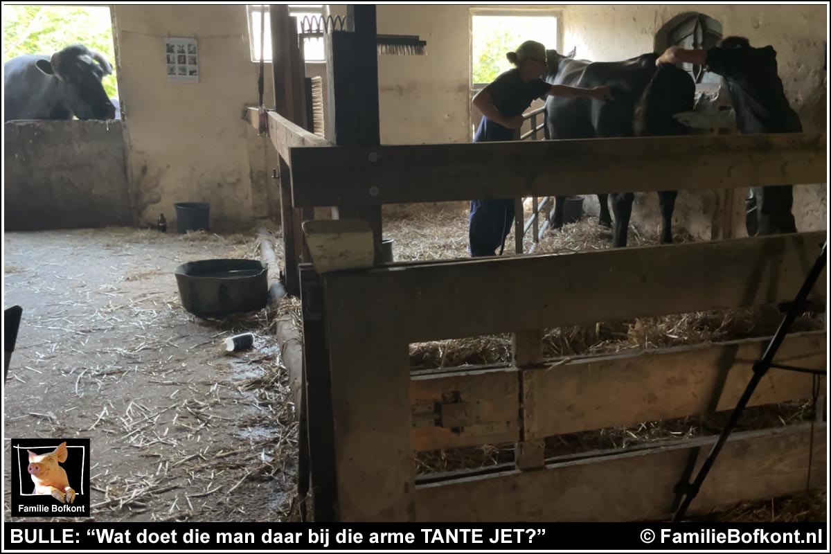 https://bfknt.nl/zelfs-bulle-kwam-kijken-wat-doet-die-man-bij-tante-jet.jpg