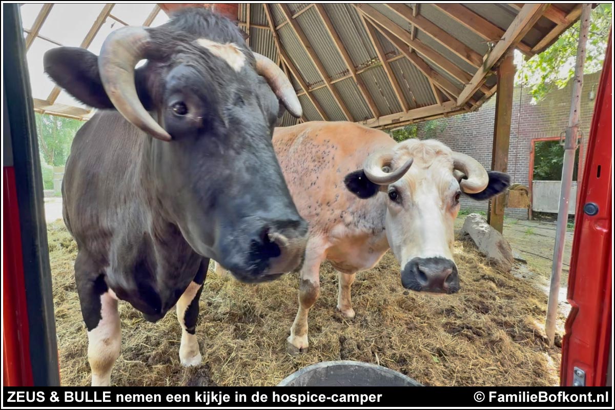 ZEUS & BULLE nemen een kijkje in de hospice-camper